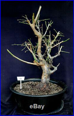 Japanese flowering, fruiting Apricot specimen bonsai tree #12