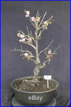 Japanese flowering, fruiting Apricot specimen bonsai tree #15