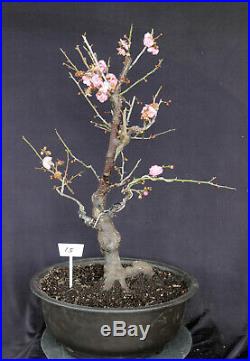 Japanese flowering, fruiting Apricot specimen bonsai tree #15