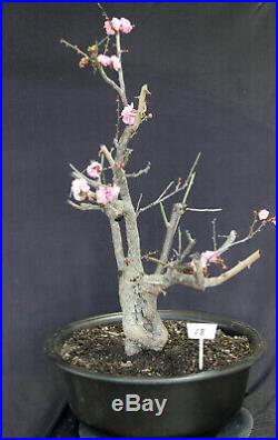 Japanese flowering, fruiting Apricot specimen bonsai tree #18