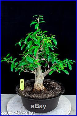 Japanese flowering fruiting Twisted Pomergranate specimen bonsai Tree #45