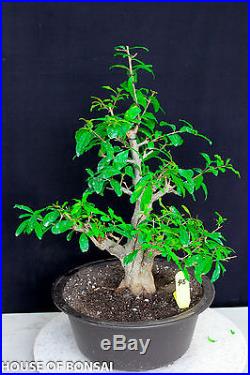 Japanese flowering fruiting Twisted Pomergranate specimen bonsai Tree #45