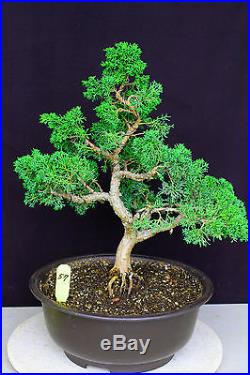 Japanese'kishu' shimpaku juniper bonsai #57