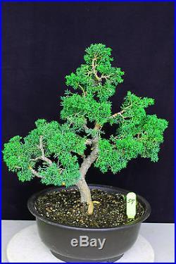 Japanese'kishu' shimpaku juniper bonsai #57