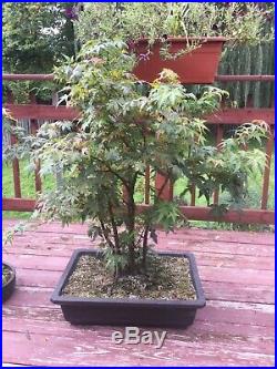 Japanese maple bonsai Clump style