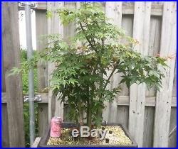 Japanese maple bonsai Clump style