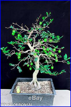 Japanese princess persimmon specimen bonsai tree #35