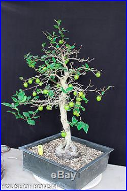 Japanese princess persimmon specimen bonsai tree #35
