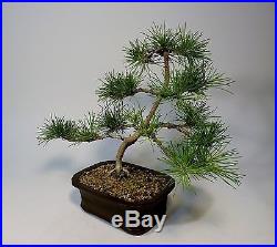 Japanese red pine bonsai, also have juniper Itoigawa shimpaku, maple, black &white