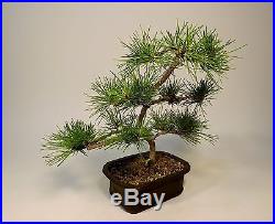 Japanese red pine bonsai, also have juniper Itoigawa shimpaku, maple, black &white