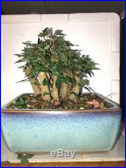 Japanese trident maple Bonsai Dwarf shohin grouping show quality 16 years old