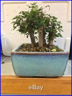 Japanese trident maple Bonsai Dwarf shohin grouping show quality 16 years old