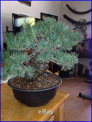 Japanese white pine 5 needle pine bonsai show stopper very massive NO RESVERE