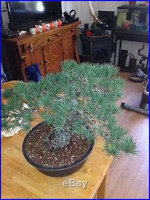Japanese white pine 5 needle pine bonsai show stopper very massive NO RESVERE