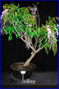 Japanese wisteria flowering bonsai tree #18