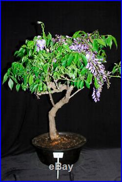 Japanese wisteria flowering bonsai tree #19