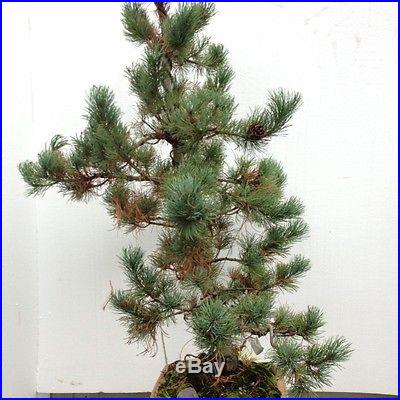 Japanise White Pine Bonsai Pinus parviflora 'Fu Ku Zu Mi' In Ceramic Bonsai Pot
