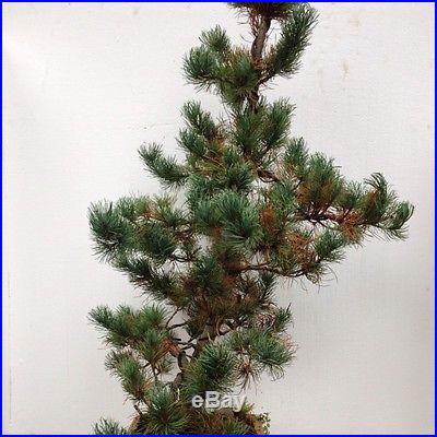 Japanise White Pine Bonsai Pinus parviflora 'Fu Ku Zu Mi' In Ceramic Bonsai Pot