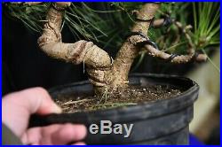 Japnese black pine Bonsai Tree