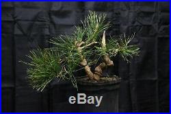 Japnese black pine Bonsai Tree