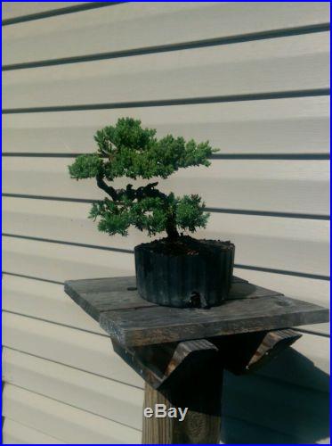 Juniper Bonsai Tree, Beautiful! No Reserve