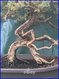 Juniper Bonsai Tree Features Fantastic Jin and Trunk Movement
