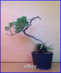 Juniper Bonsai Tree With Accent Plant Nice Movement