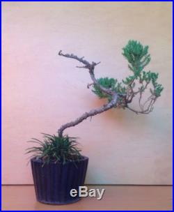Juniper Bonsai Tree With Accent Plant Nice Movement