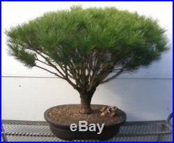 Juniper Bonsai for Sale Japanese Red Pine Bonsai Tree 52 Years Old K5580