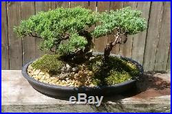 Juniper Bonsai tree Forest. Beautiful composition, very peaceful. With Mudmen too