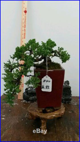 Juniper Nana Bonsai Tree #40