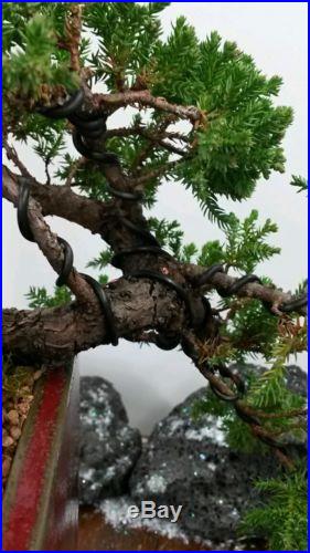 Juniper Nana Bonsai Tree #40