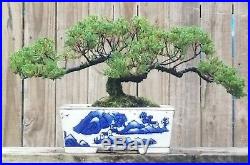 Juniper Pro Nana Bonsai Tree. 12 inch Rectangle Porcelain Blue and white Dec