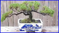 Juniper Pro Nana Bonsai Tree. 12 inch Rectangle Porcelain Blue and white Dec