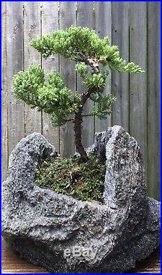 Juniper Procumbens Bonsai tree in a hand carved lava rock pot. Made in USA