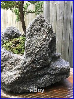 Juniper Procumbens Bonsai tree in a hand carved lava rock pot. Made in USA
