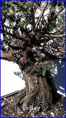 Juniper San Jose Bonsai Tree