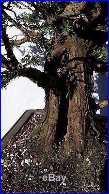Juniper San Jose Bonsai Tree