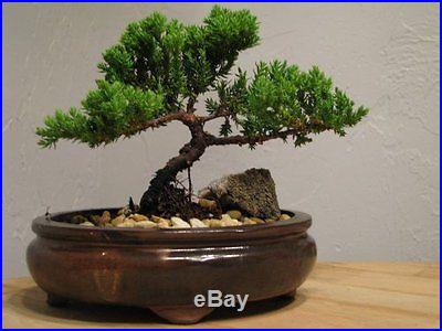 Juniper Tree Bonsai