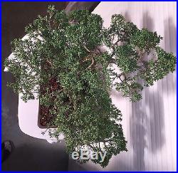 Juniper chinensis Shimpaku Informal Upright Bonsai Tree Specimen Large