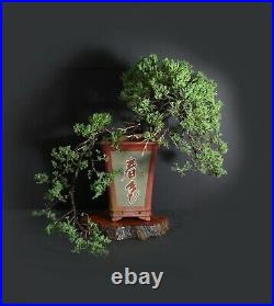 Juniper procumbens nana bonsai tree, 2020 conifer collection fro Samurai-Gardens