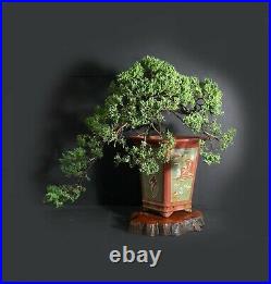 Juniper procumbens nana bonsai tree, 2020 conifer collection fro Samurai-Gardens