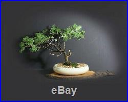 Juniper shimpaku bonsai tree, Japanese Conifer collection from Samurai-Gardens