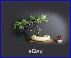 Juniper shimpaku bonsai tree, Japanese Conifer collection from Samurai-Gardens