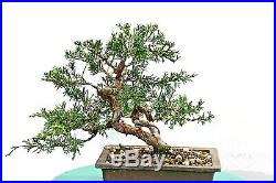 Juniper shohin bonsai tree