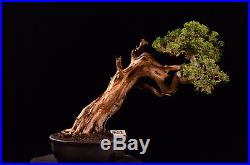 Juniperus Chinensis Sargentii 15.02 With Tanuki