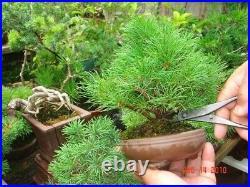 KANESHIN bonsai steel tool set #175A 6pcs Scissors Tweezers etc. For Mini bonsai