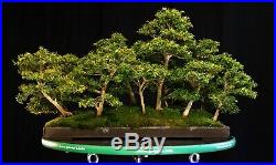 Kingsville Boxwood Bonsai Five Tree Group KBG5C-722A
