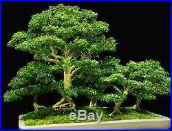 Kingsville Boxwood Bonsai Specimen Five Tree Grove Planting KBG5-108