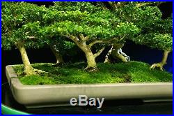 Kingsville Boxwood Bonsai Specimen Five Tree Grove Planting KBG5-108